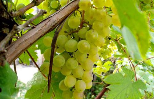 Правильное размножение винограда.
