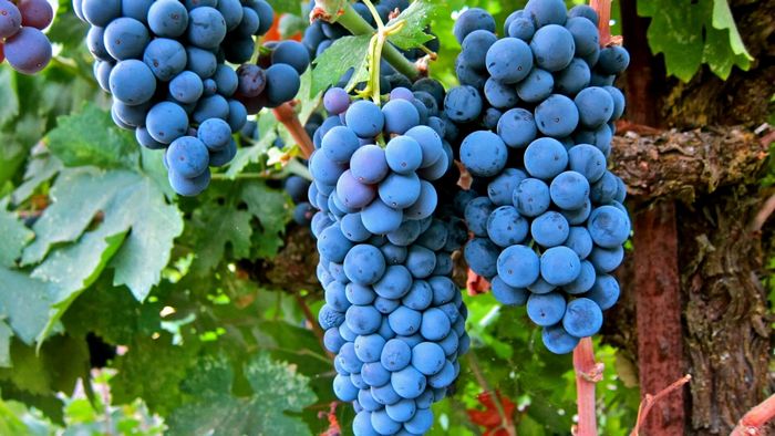 Правильное размножение винограда.