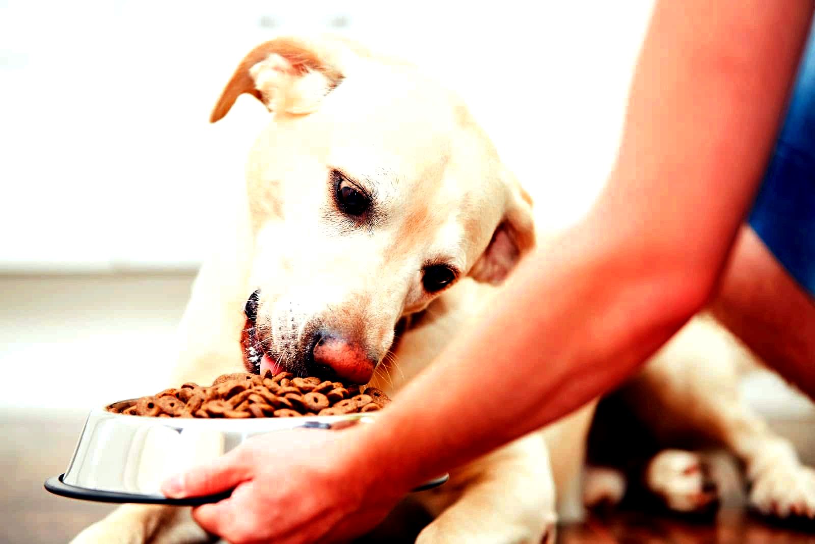 Влажные консервы для собак: преимущества и недостатки