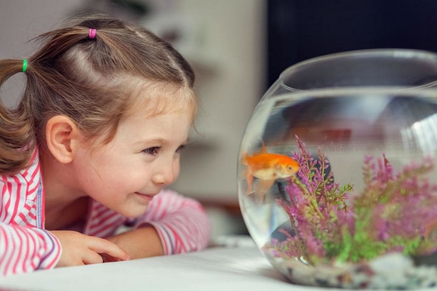 Первый аквариум для ребенка