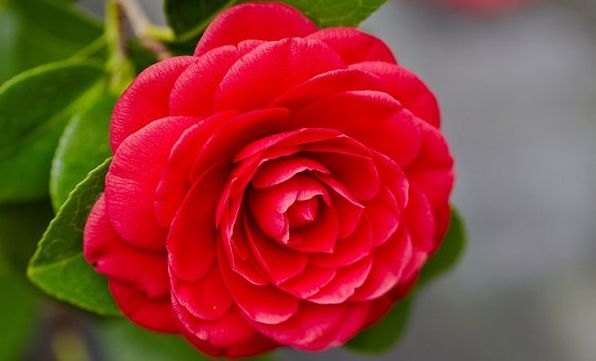 Квіти від Камелії: квітуча спадщина